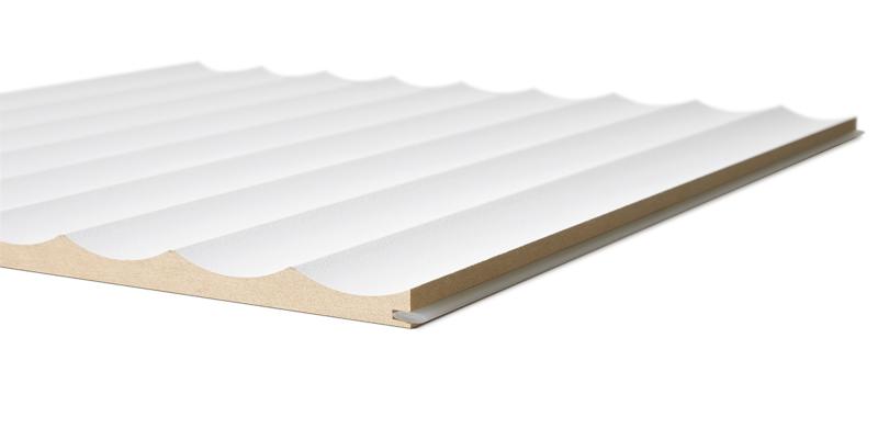 Scallop 45